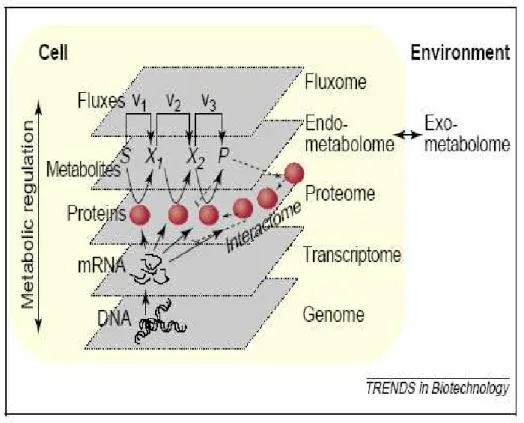 Figura 2.2  Interazione fra le componenti dei diversi livelli di organizzazione cellulare