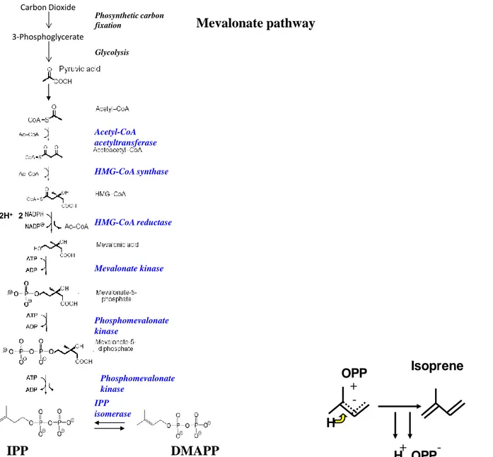 Figure 2-1 Biosynthetic pathway for isoprene production plants and Isoprene synthase. In the last step in isoprene  synthesis is catalyzed by the enzyme isoprene synthase