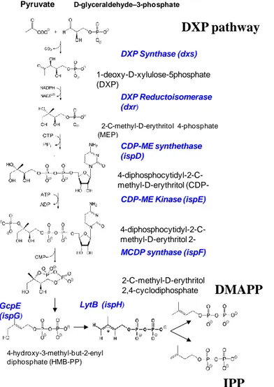 Figure 3-1 Schematic of the DXP pathway of biogenic volatile organic compound (BVOC) biosynthesis in plants