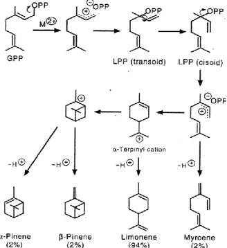 Figure 4-1   Production of terpenes from GPP as performed by limonene.  