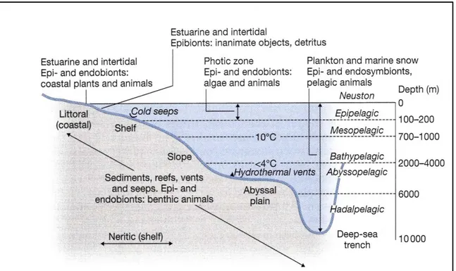 Figure 1.5  Schematic representation of the major ecological zones and habitats  for marine 