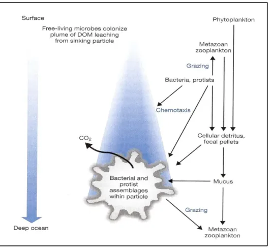 Figure 1.6  Schematic diagram of microbial processes during formation and fall of marine 