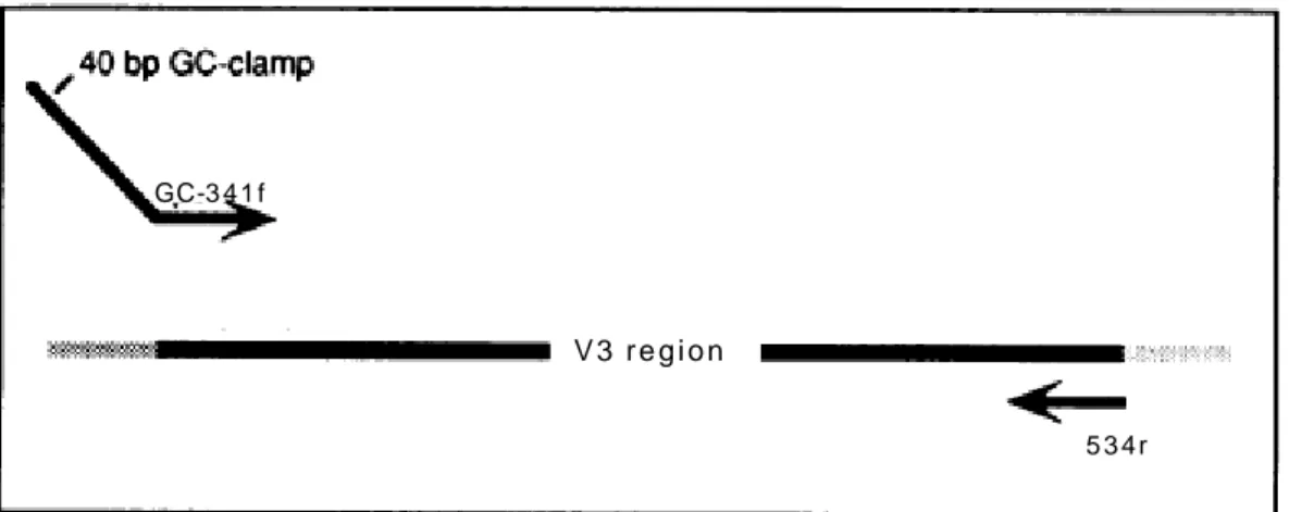 Table 2.7 Primers used for the V3 region amplification (Muyzer et al. 1993) 