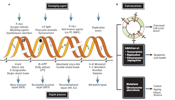 Figura 3:  Meccanismi di riparazione del danno al DNA e conseguenze (Hoijmakers,  2001): (a) comuni agenti danneggianti, danni indotti, meccanismi di riparazione; (b) fasi 