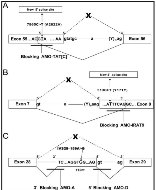 Figura 13: Rappresentazione schematica della correzione AMO delle mutazioni del gene  ATM