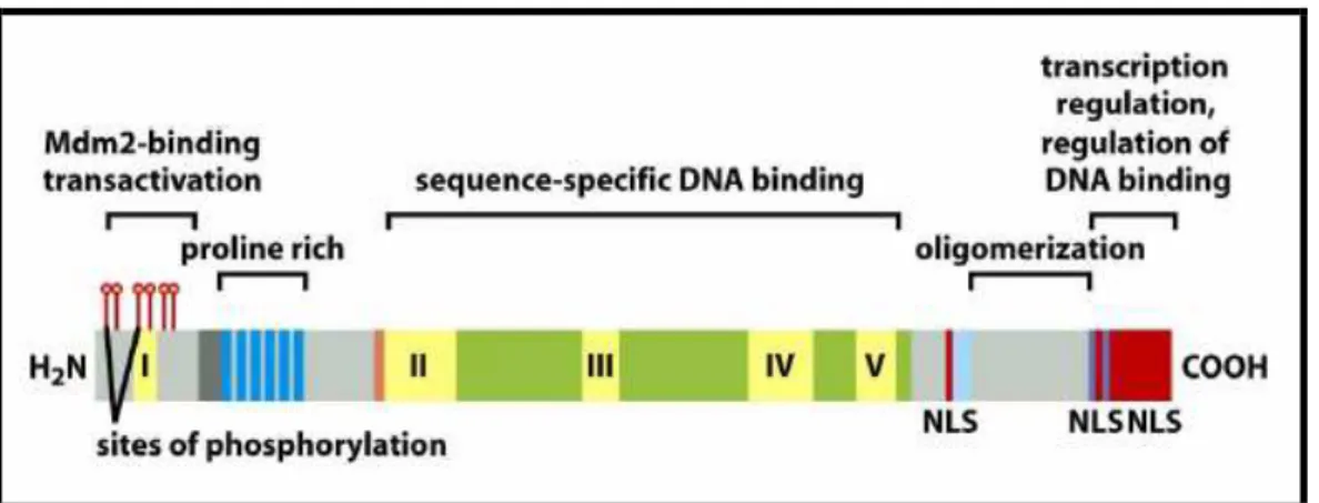 Figura 14: Struttura della proteina p53 dove sono rappresentati i diversi domini  funzionali