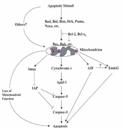 Figura 18: Rappresentazione schematica della via in cui è coinvolto il mitocondrio  durante l’apoptosi