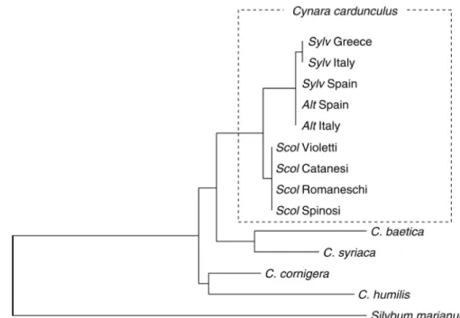 Fig. 1.14. Relationships among Cynara species and within C. cardunculus revealed by rDNA  spacers parsimony analysis, redrawn from Sonnante et al