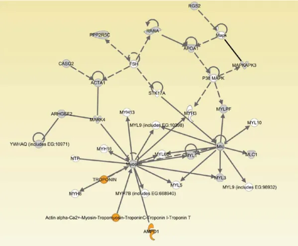 Figure 6.  Top network from network analysis  via Ingenuity Pathway Analysis in Large White merged 