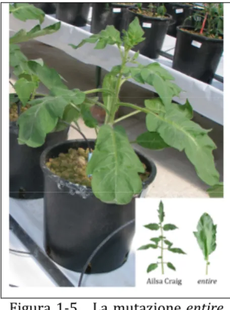 Figura  1-5      La  mutazione  entire  provoca  la  trasformazione  delle  foglie  da  composte  (wild-type,  Ailsa  Craig)  a  semplici  (vedi  riquadro in basso a destra)  
