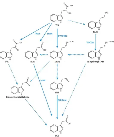 Figura 1-6  La  via  di  biosintesi  dell’auxina  Trp-dipendente.  Indicati  con  le  frecce  non  tratteggiate  gli  steps  metabolici  noti  in  piante  e  microrganismi,  mentre  con  le  frecce  tratteggiate  quelli ancora non completamente definiti