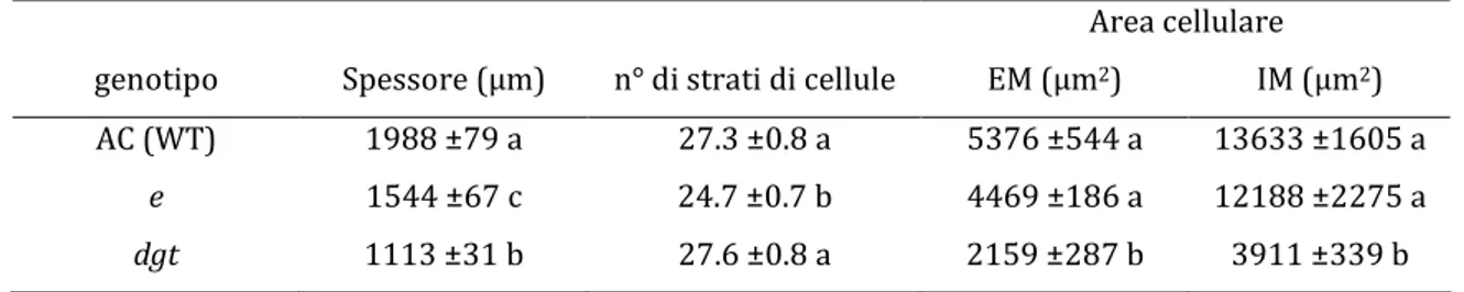 Tabella 3-1  Analisi  di  alcuni  parametri  morfologici  effettuati  sul  pericarpo  di  frutti  al  decimo  giorno  dall’impollinazione