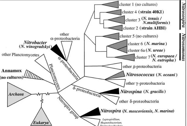 Figure  1.1.  Phylogeny  of  autotrophic  nitrifiers.  Schematic  representation  (not  to  scale)  of  the  known 