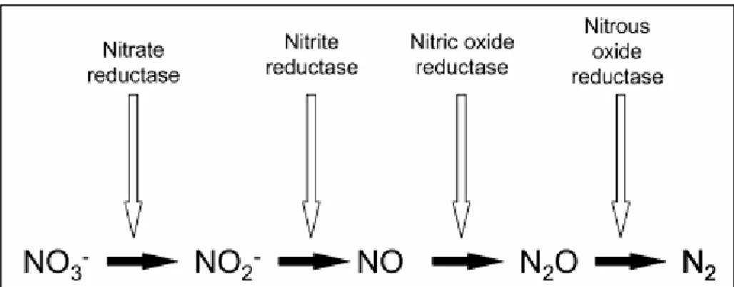 Figure  1.4.  Denitrification:  outline  of  the  pathway  and  enzymes  involved.  From  Hochstein  and 