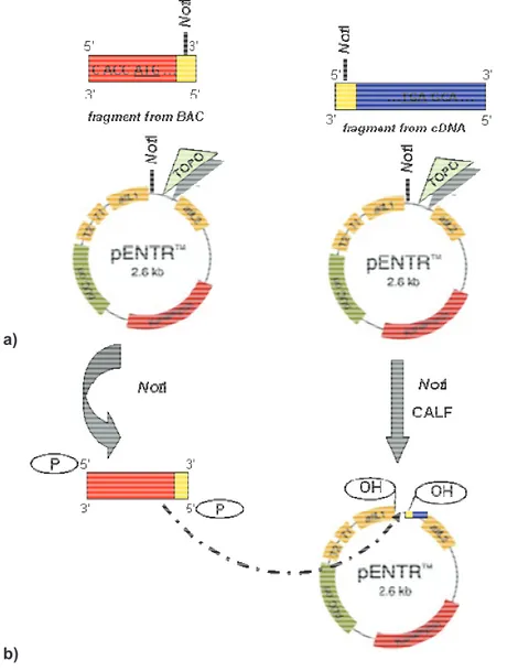 Figure  6 - A two step approach for generating  the  full-length TdNPR1 gene. a) In the first step, the two  PCR products (one fragment from BAC clone and the other one from Langdon cDNA) are inserted into  an entry vector pENTR/D-TOPO which uses a TOPO-ba