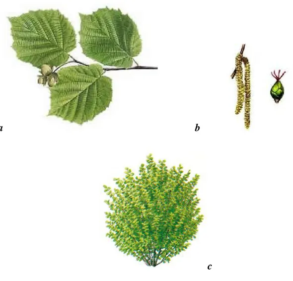 Figura 2.1 - Corylus avellana: a) foglie; b) infirescenze maschili e femminili;  