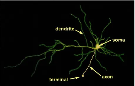 Fig. 1.3 General Structure of a Neuron.  Each neuron has three basic parts: cell body (soma), one or more dendrites, and 