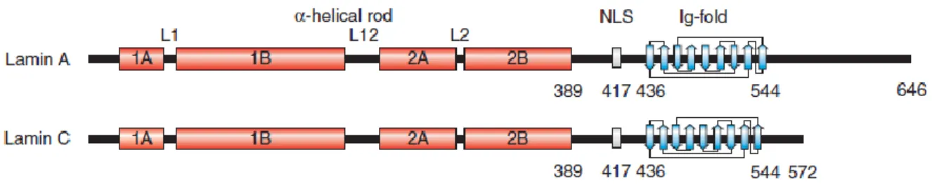 Fig. 1.6 Schematic structure of mature lamin A and lamin C polypeptide chains. The lamin structure consists of a short 