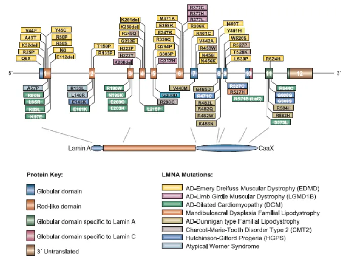 Fig.  1.9  Different  mutations  in  LMNA  are  associated  with  different  diseases