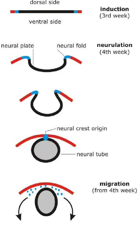 Fig.  1.1 Nervous system development (cross-section): invagination of the dorsal ectoderm, closure of the neural tube, 