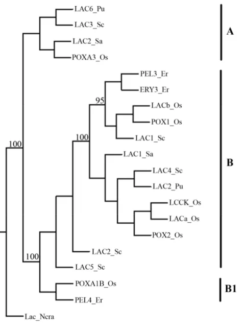 Fig.  9  Clustering  dendrogram  of  the  Ery3  protein  from  P.  eryngii  and  other  laccases  from 