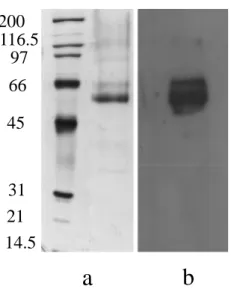 Fig. 12. SDS-PAGE gel (a) and Western blot (b) analyses of proteins secreted by S. cerevisiae cells