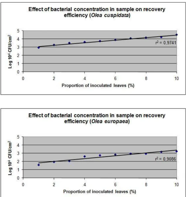 Fig.  1.  Effect  of  bacterial  concentration  in  sample  of  two  Olea  spp.  on  recovery  efficiency  of 