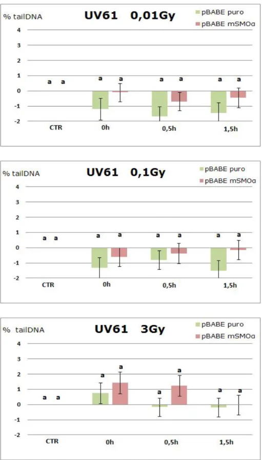 Figura 26: Danno al DNA valutato mediante Fpg Comet Assay nella linea difettiva UV61. 