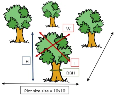 Figure 9: Schematic representation on how to measure height and diemeter of trees. 