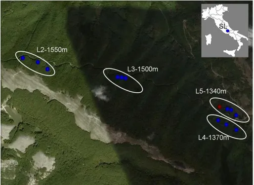 Fig. 3.1.2.1: Map showing the location and altitude of the 4 levels  (L2,  L3,  L4,  L5)  of  the  altitudinal  gradient  (AG2010)  sampled  in  2010  in  SL  site