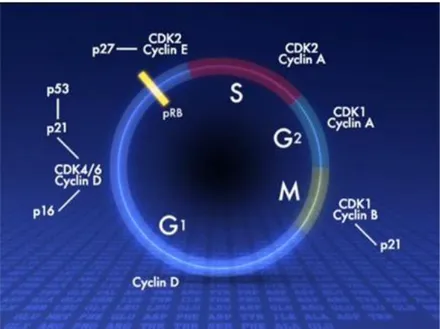 Fig.  2  Proteine  coinvolte  nelle  diverse  fasi  del  ciclo  cellulare.  I  complessi  CDK-cicline  (CDK1/Ciclina  A,  CDK1/Ciclina  B,  CDK4/6  Ciclina  D)  favoriscono  la  progressione  del  ciclo  cellulare,  mentre  l’attivazione  di  proteine (p16