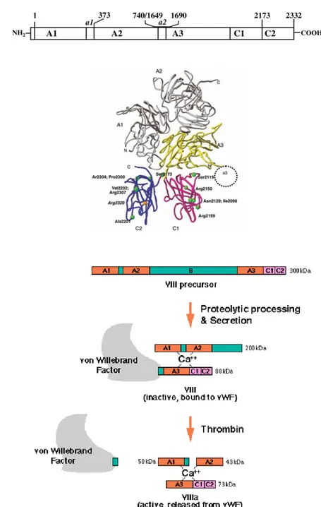 Figure  2:  A)  The  protein  structure  of  factor  VIII.  There  are  2332  residues  in  factor  VIII, 