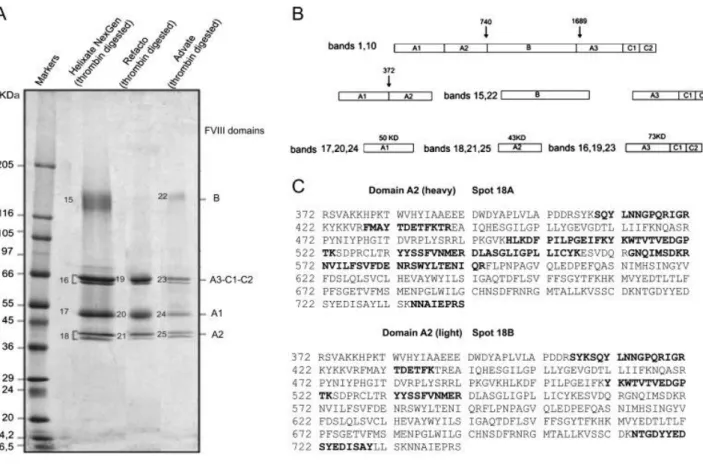 Figure 4:(A) 1-D SDS-PAGE of three different rFVIII preparations after thrombin activation