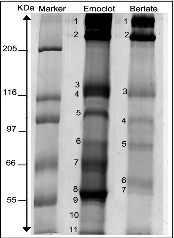 Figure    8  :  SDS-PAGE  (7.5%)  of  reduced  samples  (pdFVIII)  according  to  Laemmli's  