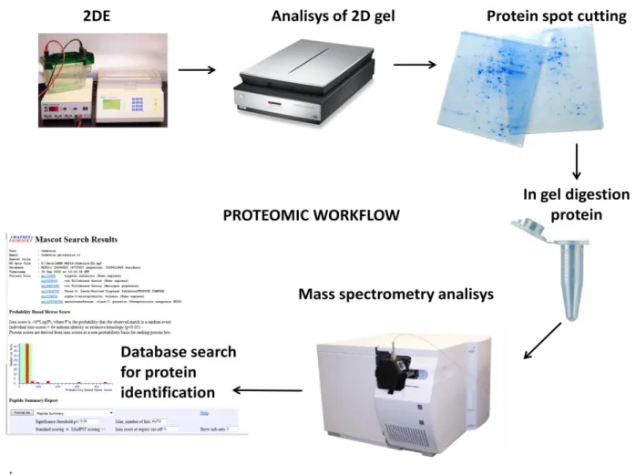 Figure  1  :  Workflow  in  proteomics:  a  gel-based  approach  using  protein  level  separation 