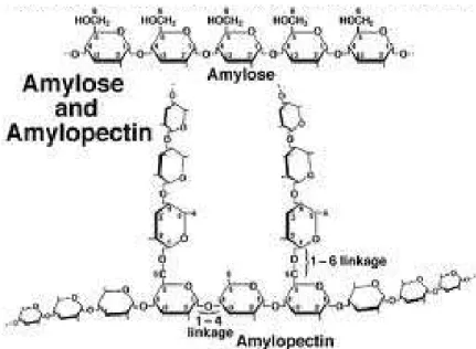 Figure 5: Structure of the amylose, the amylopectin and the starch granule (from Ball and Morell,  2003) 