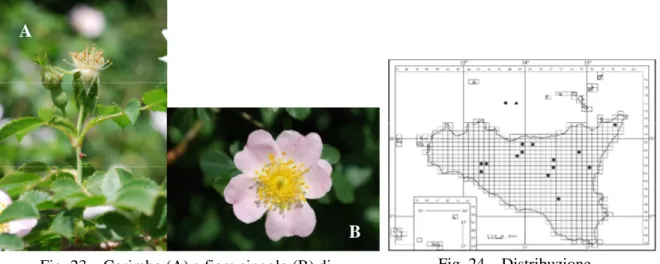 Fig. 23  Corimbo (A) e fiore singolo (B) di 