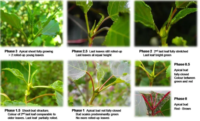 Figure 8. The high resolution bud set scoring protocol. The first stage (phase 3) represent the vegetative apex in 