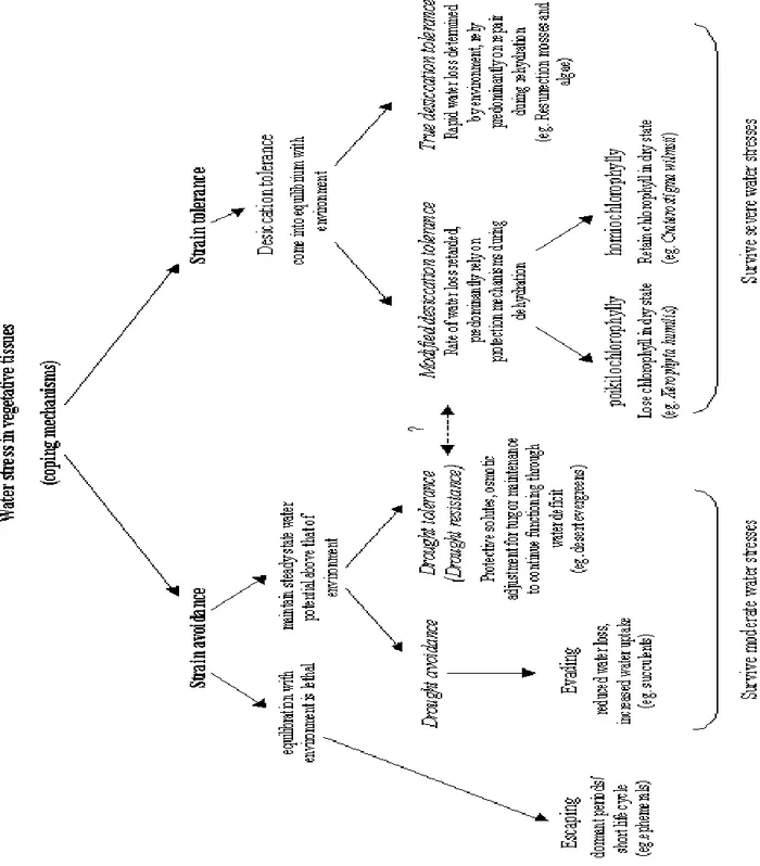 Figure 5. Classification of mechanisms utilized by plants in coping with water stress (Mundree 