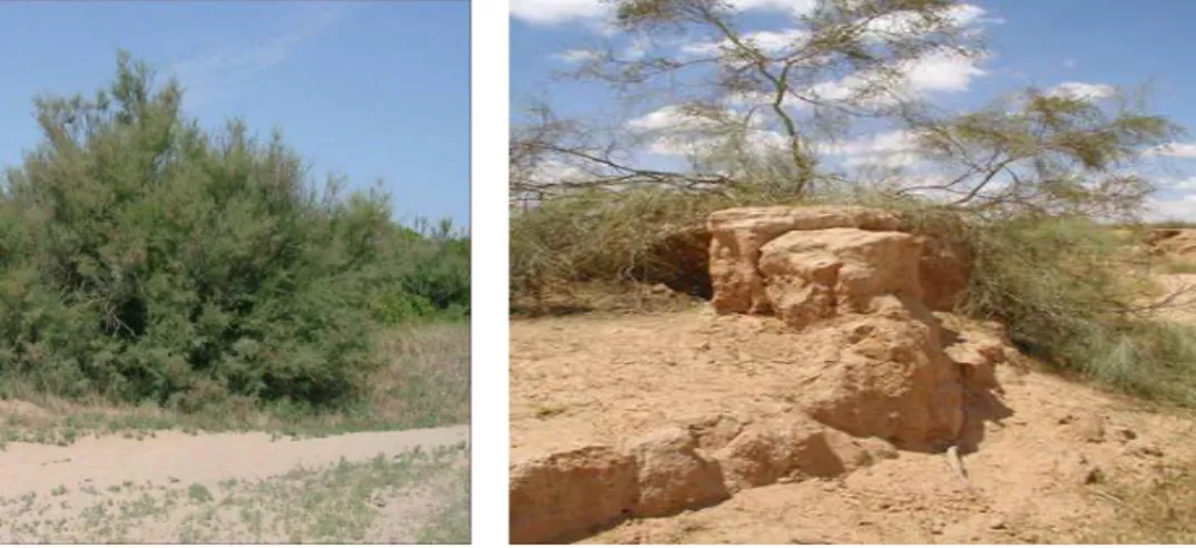 Figure 15. Tamarix growing in saline areas      Figure16. Tamarix Plantations in Negev desert  7.4 Adaptation mechanisms of Tamarix to salt and drought stress 