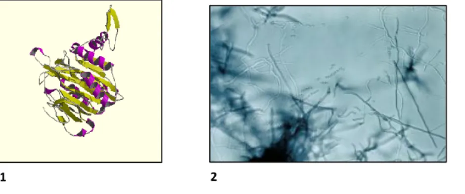 Fig. 20 Penicillin V Acylase structure (1); Streptomyces mobaraensis (2, 3). 