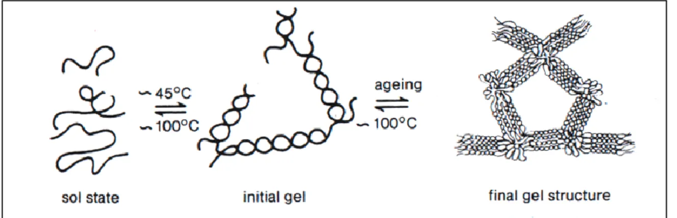 Fig. 30 Diffusion of ferulic acid from agarose gels plugs. 