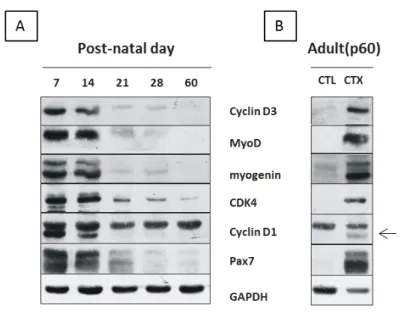 Figura  4.3:  La  ciclina  D3  è  espressa  nelle  prime  settimane  di  crescita  post-natale  del  muscolo  scheletrico  e  nel  corso  della  rigenerazione  muscolare  adulta