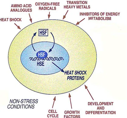 Figura  1.2.  Rappresentazione  schematica  delle  diverse  condizioni  che    attivano  la  risposta  heat  shock