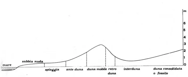 Figura 1 – Profilo di un tratto di litorale in condizioni ideali in cui è presente la spiaggia, la duna mobile, l’interduna e la 