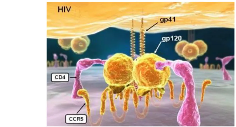 Figura 9. Rappresentazione grafica del contatto tra il virus HIV e la cellula “target”