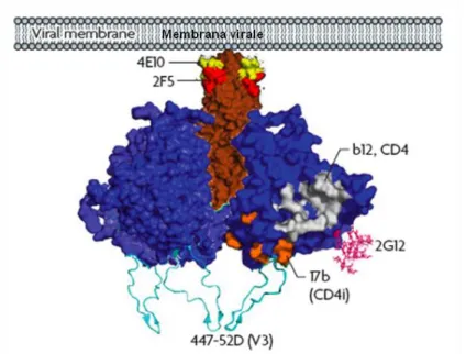 Figura  10. Modello bioinformatico che illustra il complesso formato dalle glicoproteine di  membrana  gp120  e  gp41  del  virus  HIV-1