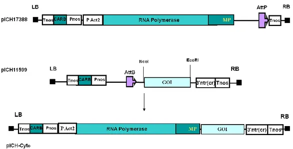 Figura 13. Rappresentazione schematica  del sistema ICON.  
