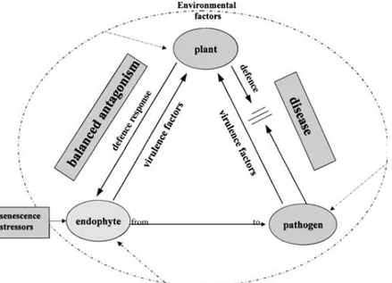 Fig. 6. Hypothesis: a balance of antagonisms between  endophytic virulence and plant defence response results in  asymptomatic colonisation