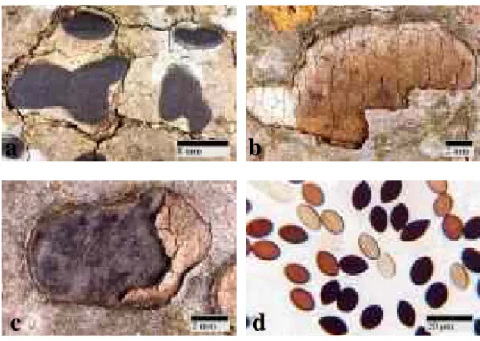 Fig. 7. a-c: Stroma(ta) at maturity . b: immature  stroma(ta). d: Ascospore of B. nummularia